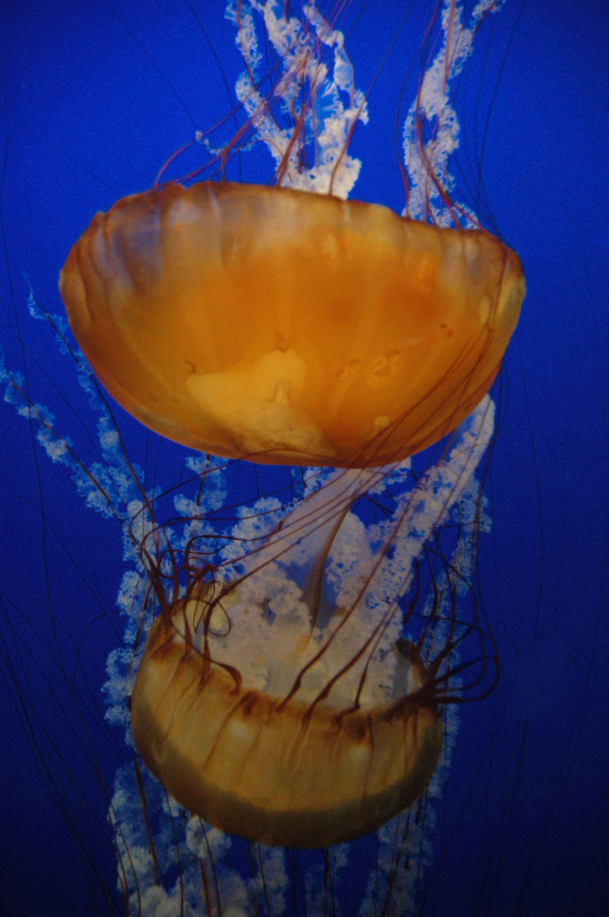 Such a Golden, Ruffled Dreamworld; Such a Blue, Blue Sea!