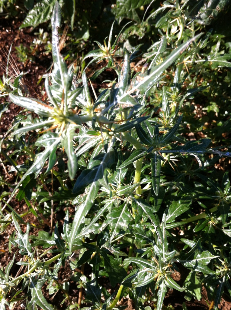 Those Star Thistles are Vicious, aren’t They?