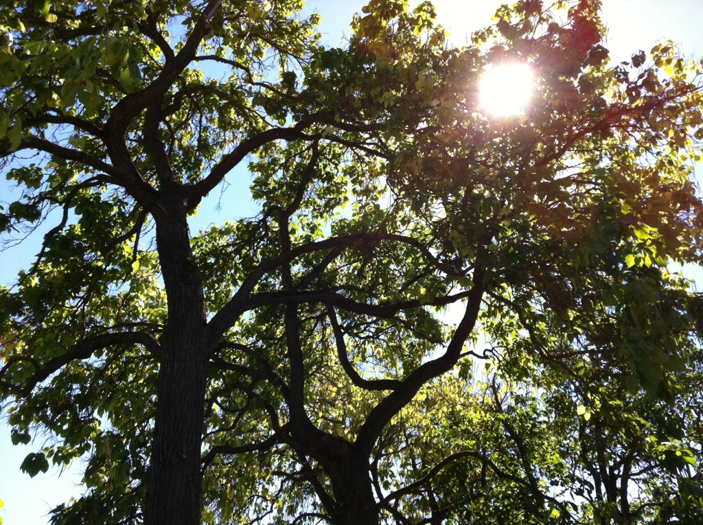 Picnic Tree