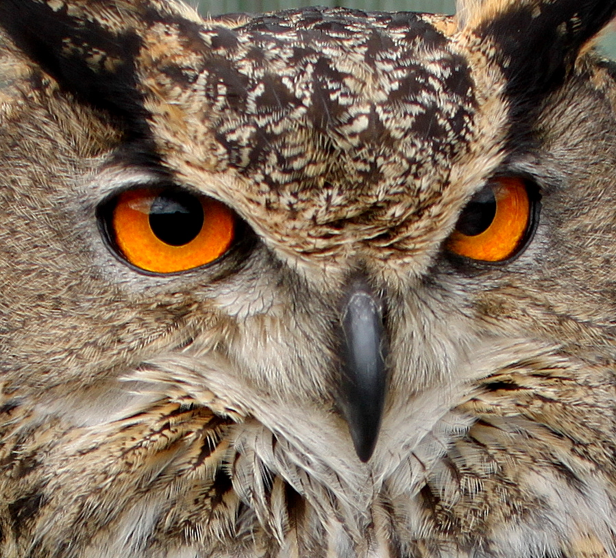 Muzzles, Snouts or Beaks