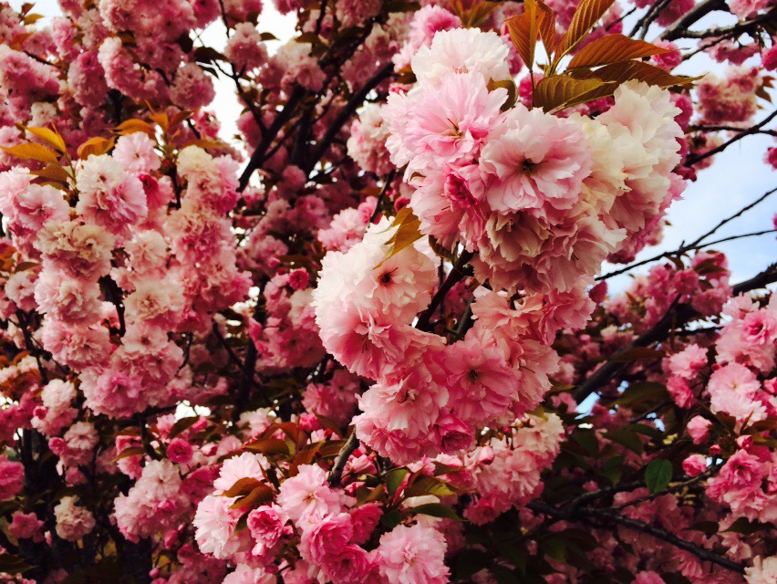 Blossoms and Blooms