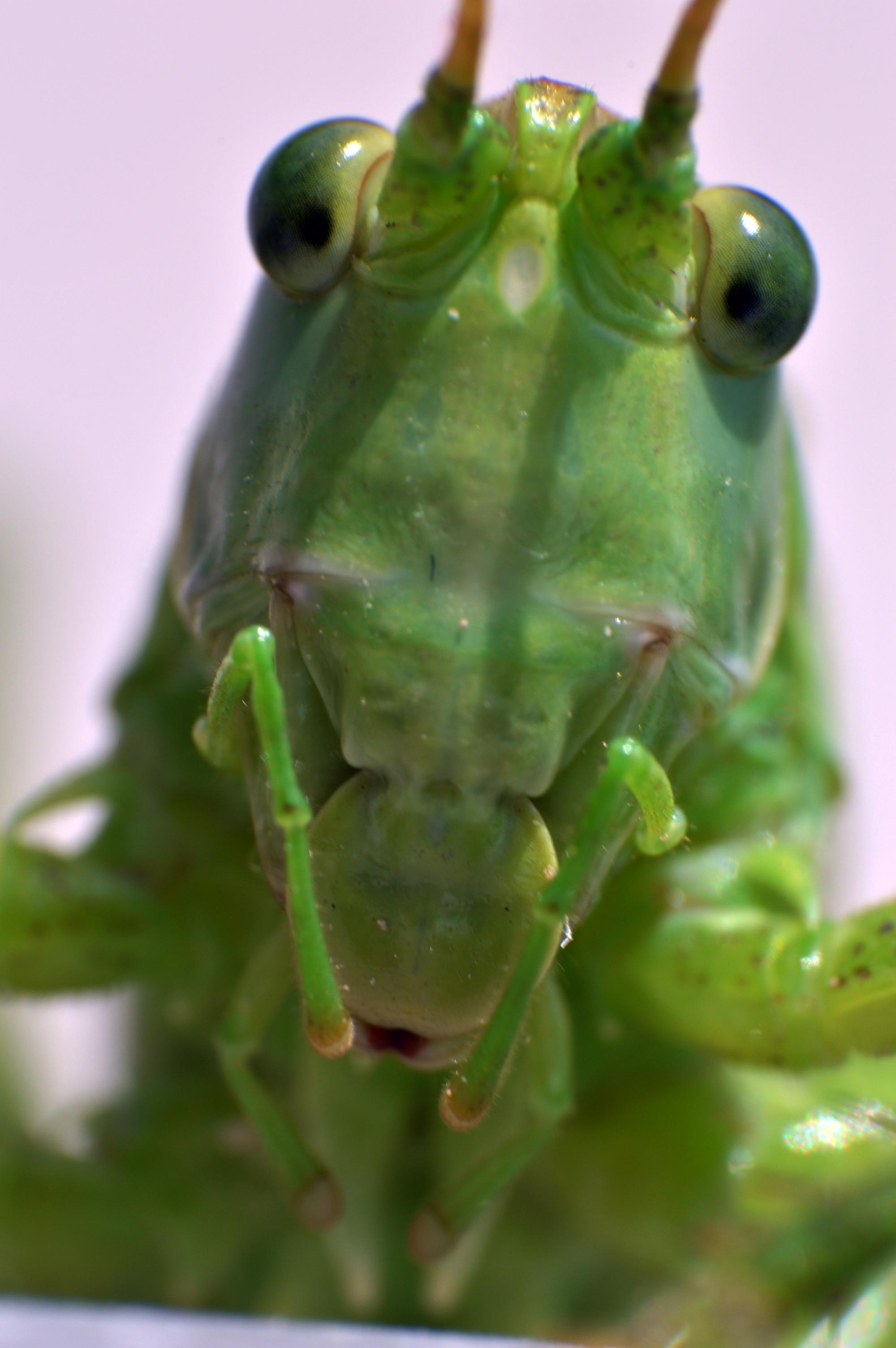Easy, Now, Grasshopper!
